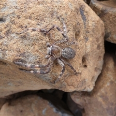 Neosparassus sp. (genus) at Ballyroe, NSW - suppressed