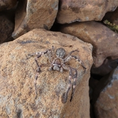 Neosparassus sp. (genus) at Ballyroe, NSW - suppressed