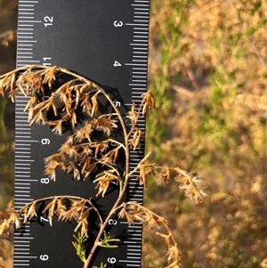 Cassinia quinquefaria at Crowther, NSW - Yesterday by Frecko