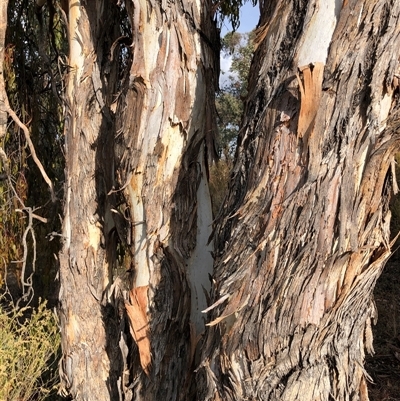 Eucalyptus polyanthemos (Red Box) at Crowther, NSW - 7 May 2025 by Frecko