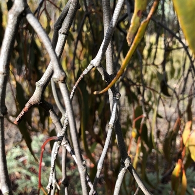 Amyema miquelii at Crowther, NSW - 7 May 2025 by Frecko