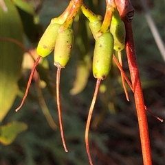 Amyema miquelii at Crowther, NSW - 7 May 2025 03:02 PM