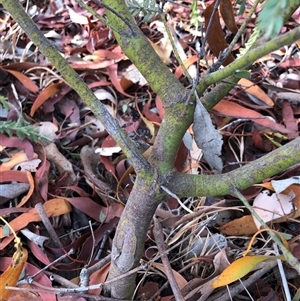 Acacia cultriformis at Crowther, NSW - Yesterday by Frecko