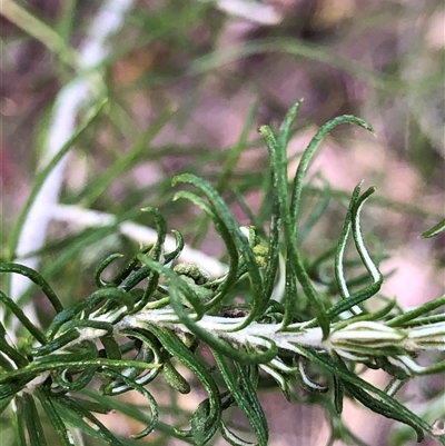 Cassinia laevis subsp. rosmarinifolia at Crowther, NSW - 7 May 2025 by Frecko
