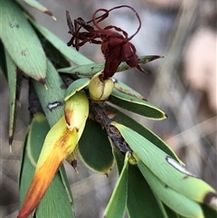 Styphelia triflora (Five-corners) at Crowther, NSW - 7 May 2025 by Frecko