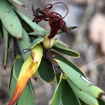 Styphelia triflora (Five-corners) at Crowther, NSW - 7 May 2025 by Frecko
