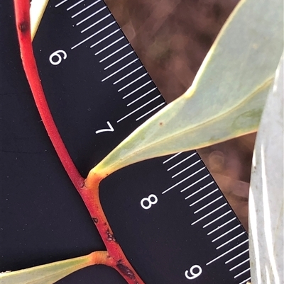 Acacia penninervis var. penninervis at Crowther, NSW - 7 May 2025 by Frecko