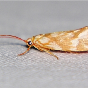 Lactura erythocera at Good Night, QLD - suppressed