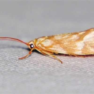 Lactura erythocera ((Zygaenoidea, Lacturidae)) by PJH123