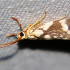 Lactura erythocera at Good Night, QLD - suppressed
