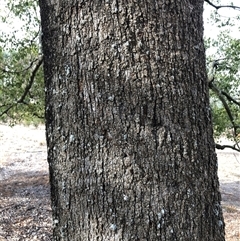 Brachychiton populneus subsp. populneus (Kurrajong) at Crowther, NSW - 7 May 2025 by Frecko