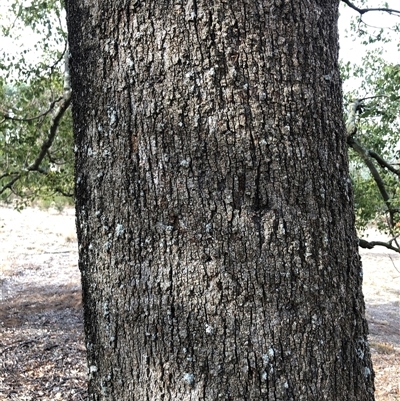 Brachychiton populneus subsp. populneus (Kurrajong) at Crowther, NSW - 7 May 2025 by Frecko