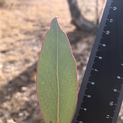 Eucalyptus blakelyi at Crowther, NSW - 7 May 2025 by Frecko