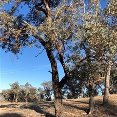 Eucalyptus goniocalyx (Bundy Box) at Crowther, NSW - 7 May 2025 by Frecko