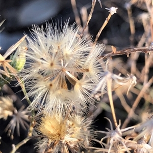Vittadinia gracilis at Crowther, NSW - Yesterday by Frecko