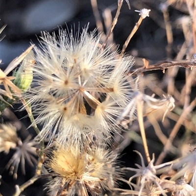 Vittadinia gracilis at Crowther, NSW - 7 May 2025 by Frecko