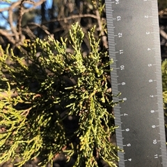 Callitris endlicheri at Crowther, NSW - 7 May 2025 08:03 AM