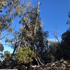 Callitris endlicheri at Crowther, NSW - 7 May 2025 08:03 AM