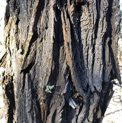 Callitris endlicheri at Crowther, NSW - 7 May 2025 08:03 AM