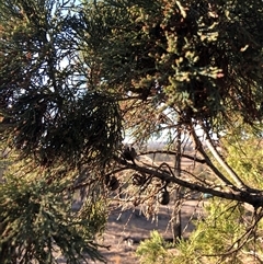 Callitris endlicheri at Crowther, NSW - 7 May 2025 08:03 AM