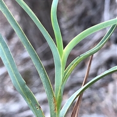 Stypandra glauca (Nodding Blue Lily) at Crowther, NSW - 7 May 2025 by Frecko