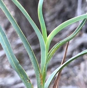 Stypandra glauca at Crowther, NSW - Yesterday by Frecko