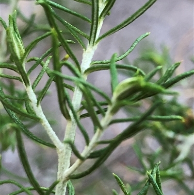 Cassinia laevis subsp. rosmarinifolia at Crowther, NSW - 7 May 2025 by Frecko