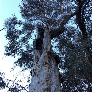 Eucalyptus blakelyi at Crowther, NSW - Yesterday by Frecko