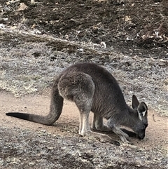Macropus giganteus (Eastern Grey Kangaroo) at Crowther, NSW - 5 May 2025 by Frecko