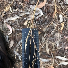 Juncus remotiflorus (Diffuse Rush) at Crowther, NSW - 5 May 2025 by Frecko