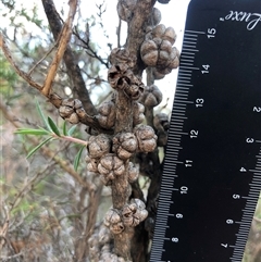Leptospermum continentale (Prickly Teatree) at Crowther, NSW - 5 May 2025 by Frecko