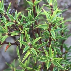 Leptospermum continentale (Prickly Teatree) at Crowther, NSW - 5 May 2025 by Frecko