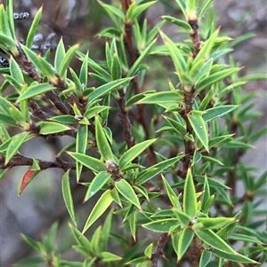 Leucopogon virgatus at Crowther, NSW - 5 May 2025 by Frecko