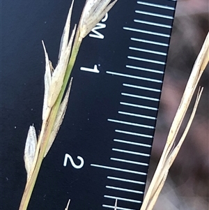 Unverified Grass at Crowther, NSW - 5 May 2025 by Frecko