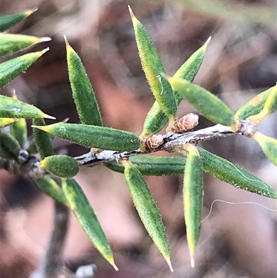 Lissanthe strigosa subsp. subulata (Peach Heath) at Crowther, NSW - 5 May 2025 by Frecko