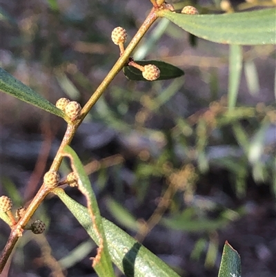 Acacia verniciflua (Varnish Wattle) at Crowther, NSW - 5 May 2025 by Frecko