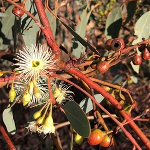 Eucalyptus bridgesiana at Crowther, NSW - 5 May 2025 by Frecko