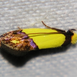 Unverified Other moth by PJH123