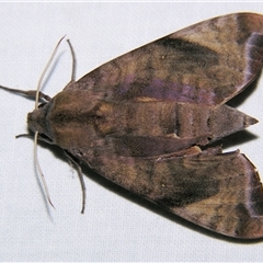 Acosmeryx (genus) by PJH123