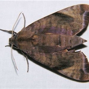 Unverified Hawk moth (Sphingidae) by PJH123