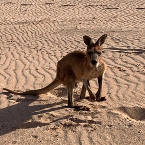 Osphranter robustus isabellinus (Barrow Island Wallaroo) at Barrow Island, WA - 6 Dec 2024 by MichaelBedingfield