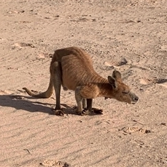 Osphranter robustus isabellinus at Barrow Island, WA - 6 Dec 2024 05:00 PM