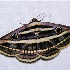 Donuca orbigera (A Noctuid moth (Eribidae)) by PJH123