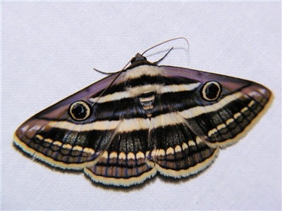 Donuca orbigera (A Noctuid moth (Eribidae)) by PJH123