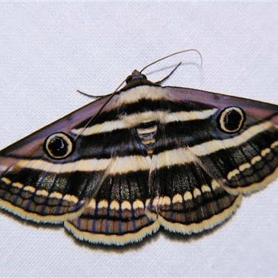 Donuca orbigera (A Noctuid moth (Eribidae)) by PJH123