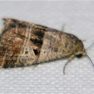 Unverified Noctuoid moth (except Arctiinae) by PJH123