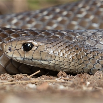 Pseudonaja textilis (Eastern Brown Snake) at Fyshwick, ACT - 8 May 2025 by rawshorty