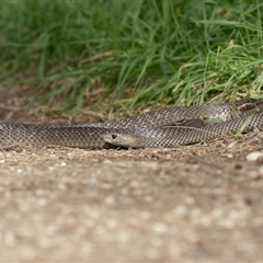Pseudonaja textilis at Fyshwick, ACT - 8 May 2025 11:12 AM
