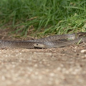 Pseudonaja textilis at Fyshwick, ACT - 8 May 2025 11:12 AM