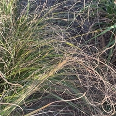 Carex bichenoviana (A Sedge ) at Chakola, NSW - 5 May 2025 by JaneR